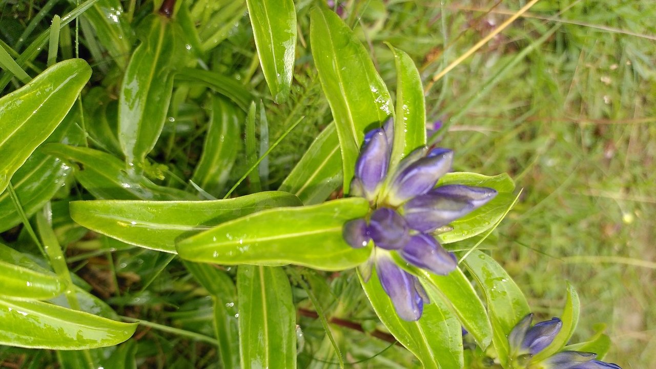 Anfang Juli legt der stark gefährdete Schmetterling Kreuz-Enzian-Ameisenbläuling seine Eier am Kreuz-Enzian ab.