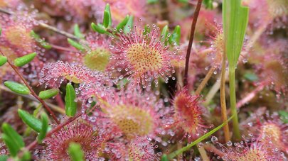 Der Fleischfressende Sonnentau ist ein typischer Vertreter einer nassen und vitalen Moorvegetation.