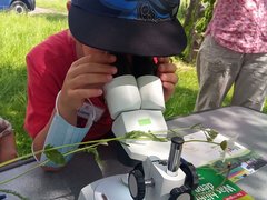 Ein Kind betrachtet eine gesammelte Pflanze durch ein Mikroskop. Daneben liegt ein Bestimmungsbuch.