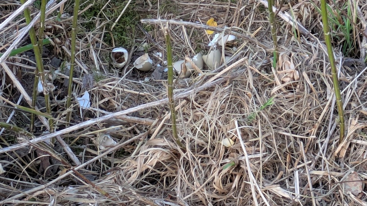 Die Küken Die Küken haben das Nest verlassen.