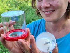 Eine der Ökomobilistinnen hält eine Becherlupe hoch und betrachtet die darin befindliche Heuschrecke.