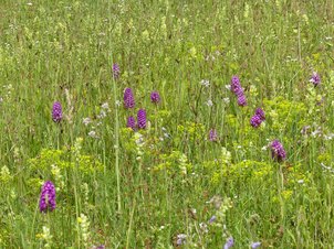 Orchideen auf Deich