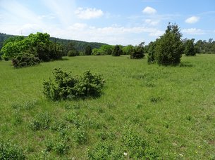 Wacholderheide im NSG Wacholderheide Wurmberg und Brücklein südlich von Hardheim Wacholderheide im NSG Wacholderheide Wurmberg und Brücklein südlich von Hardheim