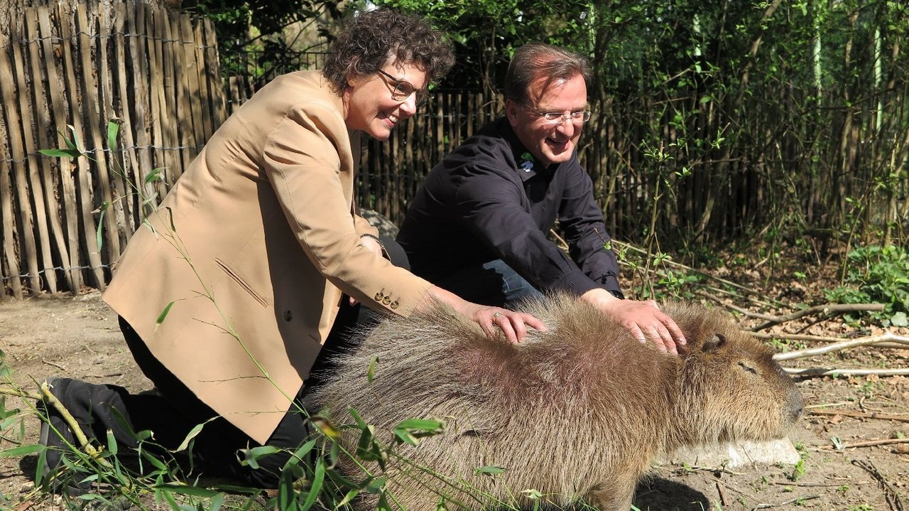 Zwischendurch gab es eine kurze Massageeinheit für die Wasserschweine.