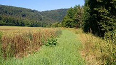 Das Bild zeigt Teile des zu überplanenden Ufers mit Acker und Böschung.