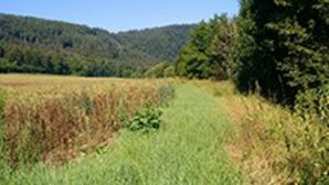 Neckarufer bei Neunkirchen Das Bild zeigt Teile des zu überplanenden Ufers mit Acker und Böschung.