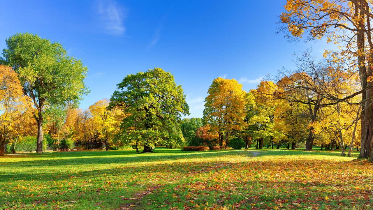Bäume mit bunten Blättern im Park