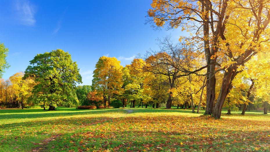 Bäume mit bunten Blättern im Park Bäume mit bunten Blättern im Park