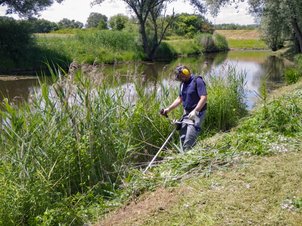Böschungsmahd mit Freischneider durch einen Wasserbauarbeiter an einer Uferböschung