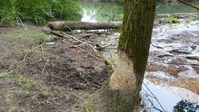 Lebensraum Biber im Gewann Jägerkopf Lebensraum des Bibers, Gewann Jägerkopf bei Hügelsheim