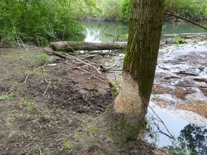 Lebensraum des Bibers, Gewann Jägerkopf bei Hügelsheim