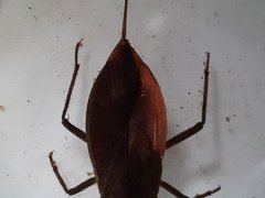 Zu sehen ist ein Wasserskorpion mit dem typischen Atemrohr am Hinterleibsende.