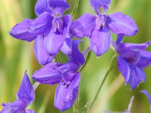 Acker-Rittersporn (Consolida regalis)