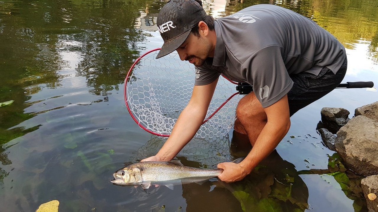 Ein junger Maifisch wird vorsichtig zurückgesetzt