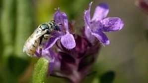 Steppenbienchen auf Sand-Thymian