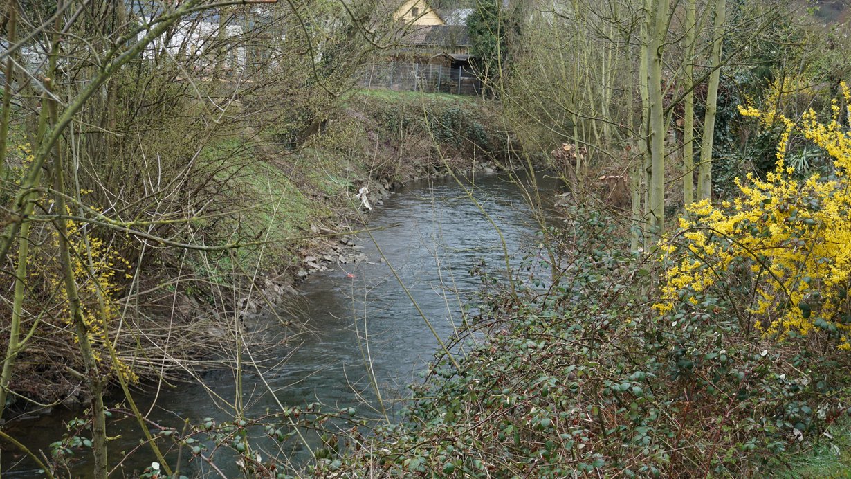 Sanierung der Böschungen Pfinz in Söllingen