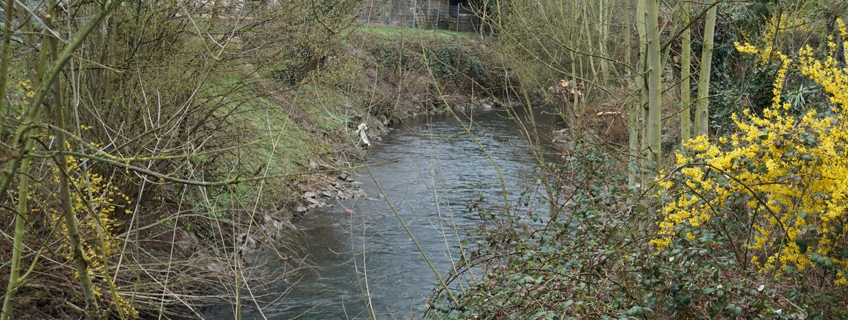 Sanierung der Böschungen Pfinz in Söllingen