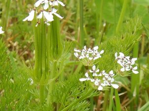 Venuskamm (Scandix pecten-veneris)
