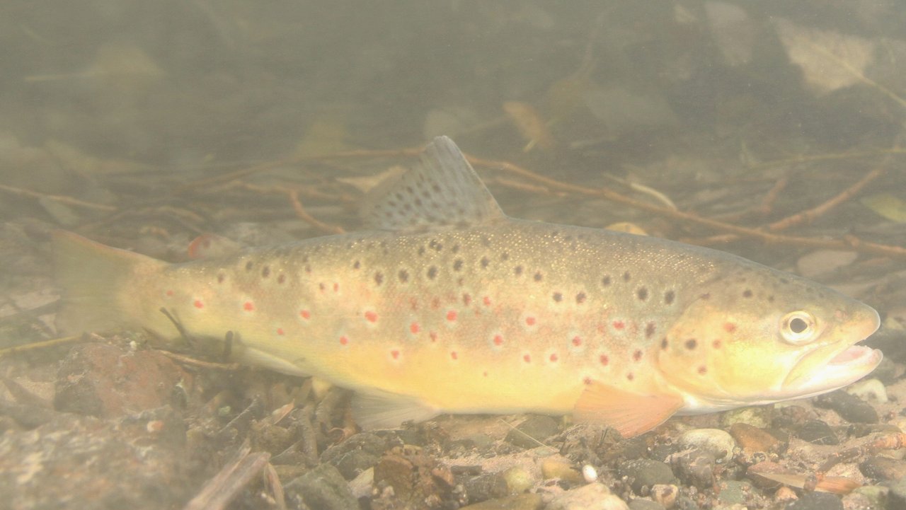 eine Bachforelle in der Pfinz – gut zu erkennen an den roten, hell umrandeten Punkten auf der Flanke