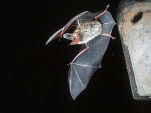 Fliegende Bechsteinfledermaus